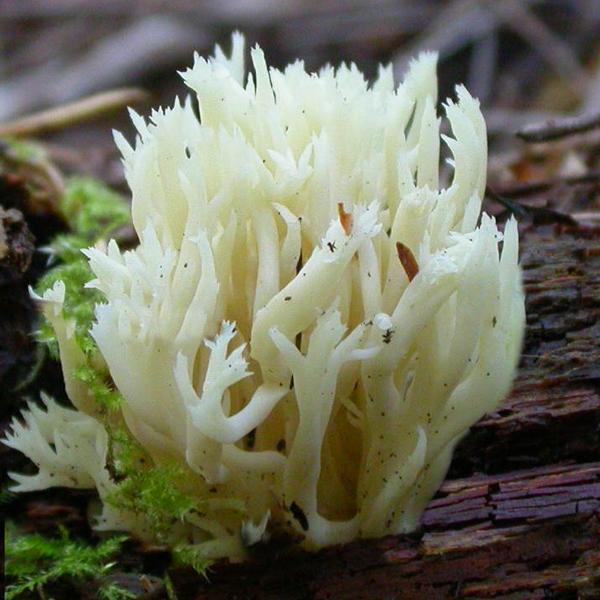 Slika Clavulina cristata