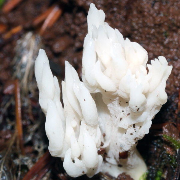 Slika Clavulina rugosa