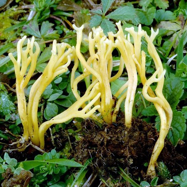 Slika Clavulinopsis corniculatus