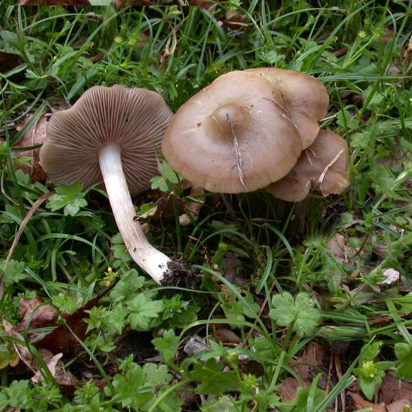 Slika Entoloma aprile