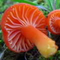 Slika Hygrocybe miniata
