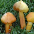 Slika Hygrocybe obrussea
