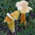 Slika Hygrocybe obrussea