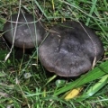 Slika Hygrocybe ovina