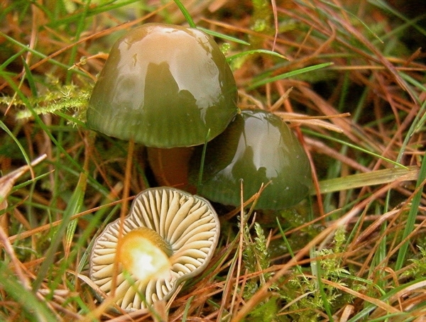 Slika Hygrocybe psittacina