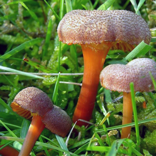 Slika Hygrocybe turundus