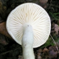 Slika Hygrophorus chrysaspis