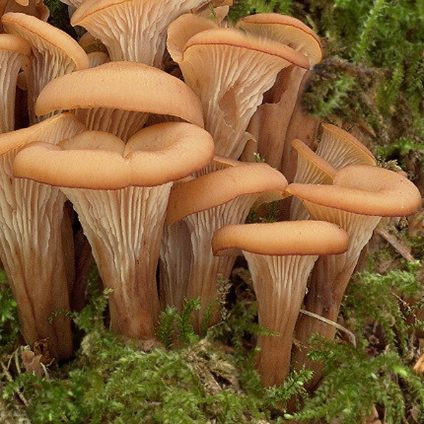 Slika Lentinellus cochleatus