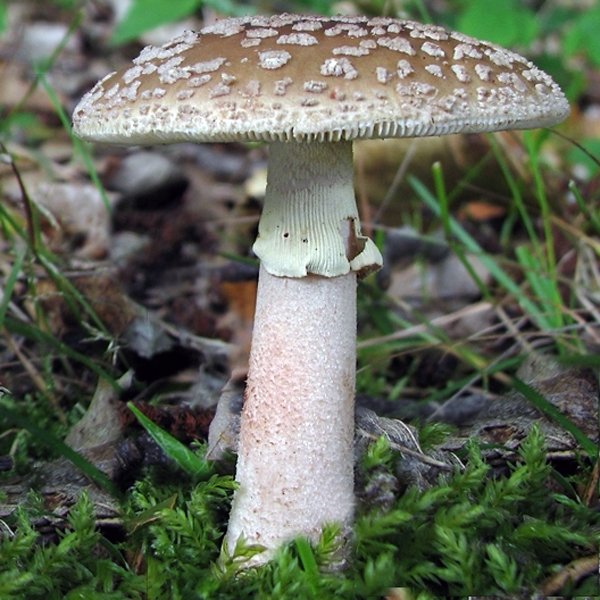 Slika Amanita annulosulphurea