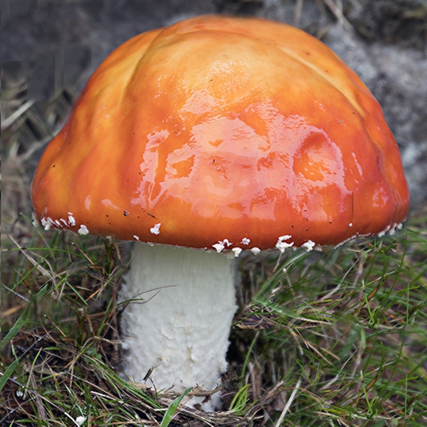 Slika Amanita aureola