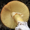 Slika Amanita caesarea