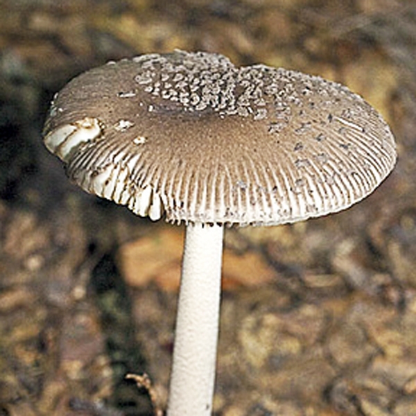 Slika Amanita inaurata
