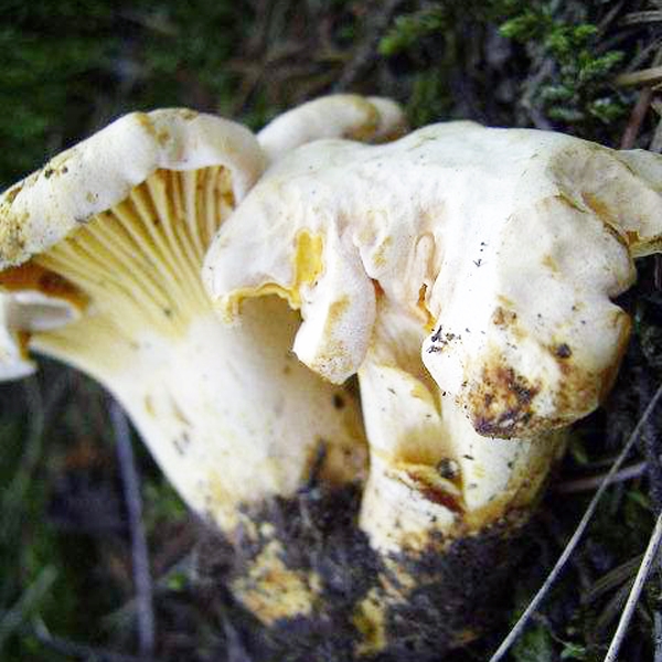 Slika Cantharellus subcibarius