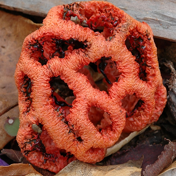 Slika Clathrus ruber