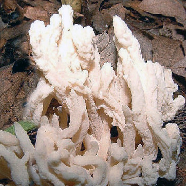 Slika Clavulina cristata var. curta