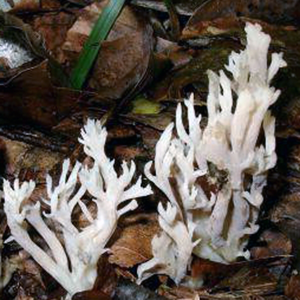 Slika Clavulina cristata var. subcinerea