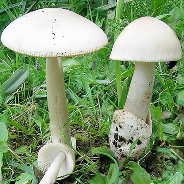 Slika Amanita lividopallescens