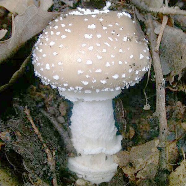 Slika Amanita pantherina var. abietum