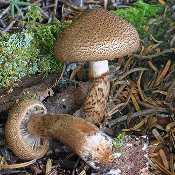 Slika Cortinarius pholideus