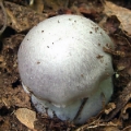Slika Cortinarius subargentatus