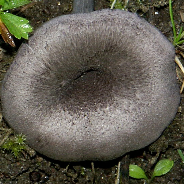 Slika Entoloma mougeotii