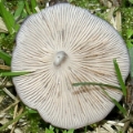 Slika Entoloma mougeotii