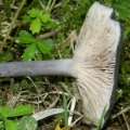 Slika Entoloma mougeotii