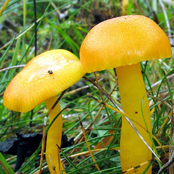 Slika Hygrocybe citrina