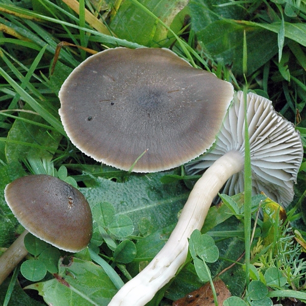 Slika Hygrocybe nitratus