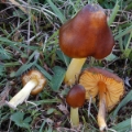 Slika Hygrocybe sciophana