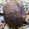 Slika Melanogaster tuberiformis