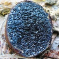 Slika Melanogaster tuberiformis
