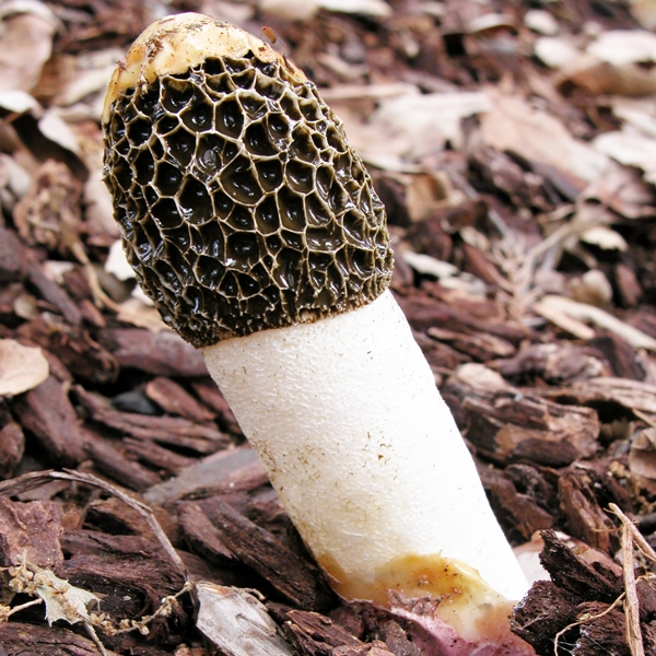Slika Phallus hadriani 