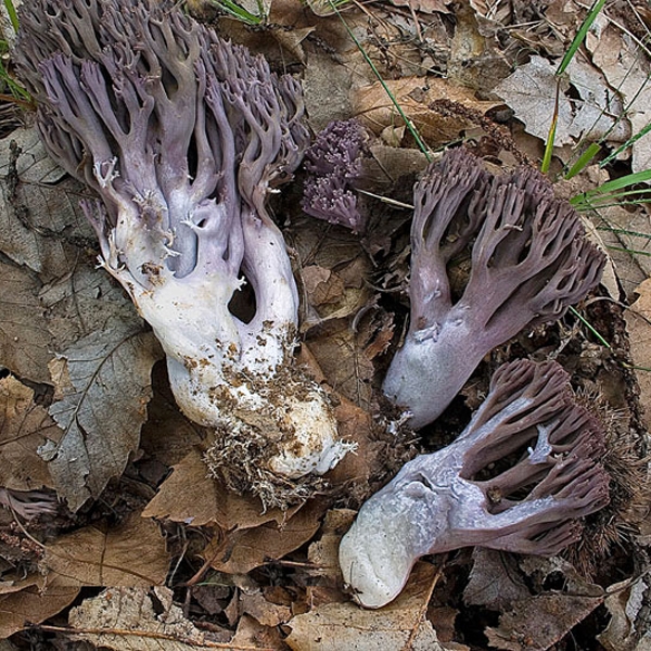 Slika Ramaria fumigata