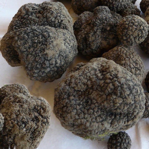 Slika Tuber bellonae