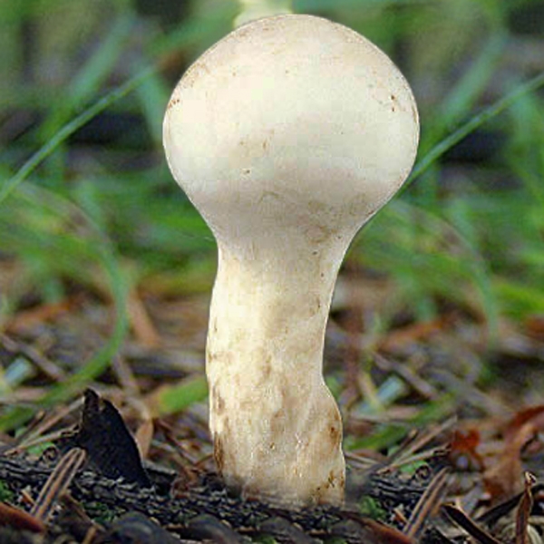 Slika Calvatia elata