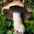 Slika Cortinarius pseudoprivignus