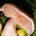 Slika Cortinarius pseudoprivignus