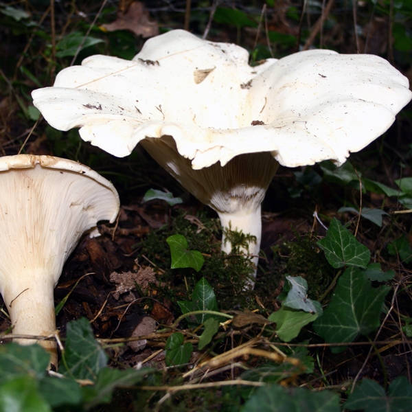 Slika Leucopaxillus giganteus