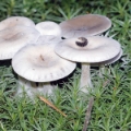Slika Clitocybe candicans