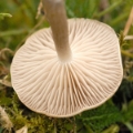 Slika Clitocybe candicans
