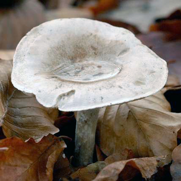 Slika Clitocybe subspadicea