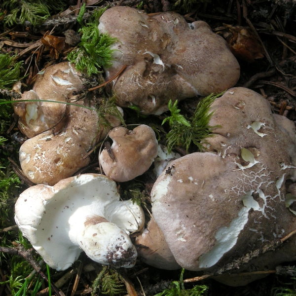 Slika Albatrellus ovinus