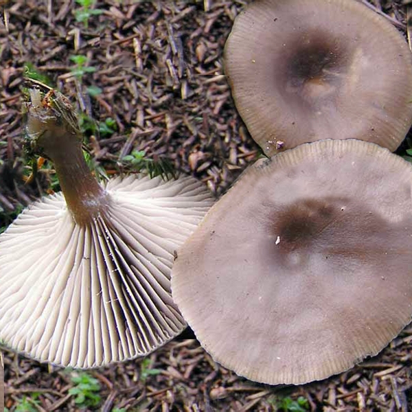 Slika Clitocybe foetens