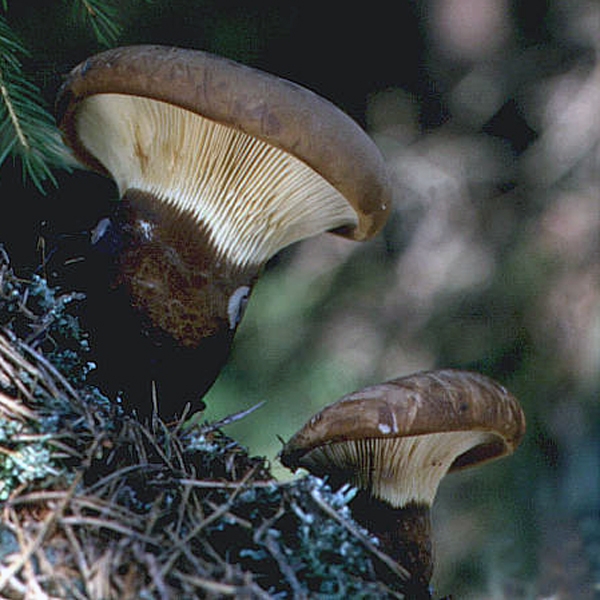 Slika Paxillus atrotomentosus
