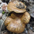 Slika Paxillus filamentosus