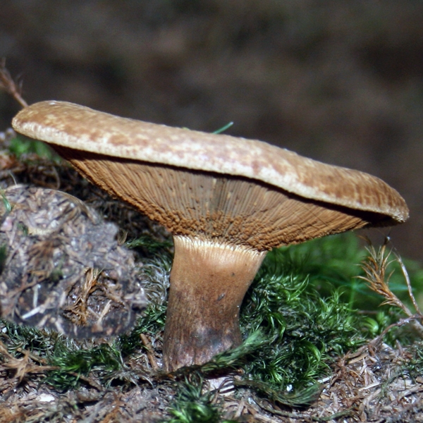 Slika Paxillus involutus