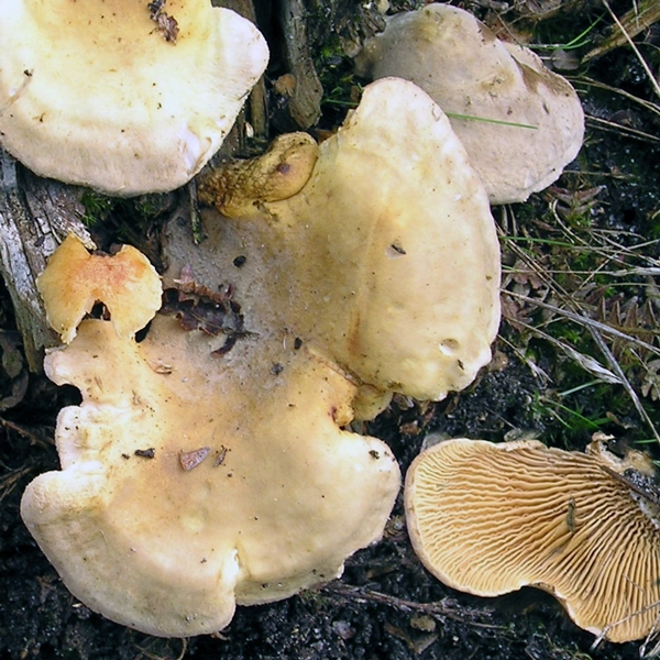 Slika Paxillus panuoides