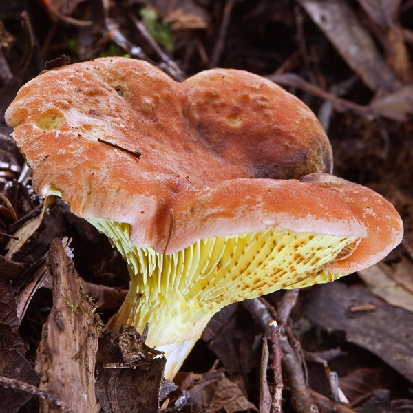 Slika Phylloporus rhodoxanthus