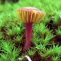 Slika Phylloporus rhodoxanthus